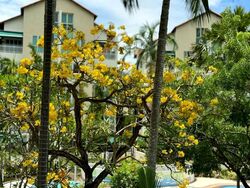 Country Park Condominium (D16), Condominium #562074741